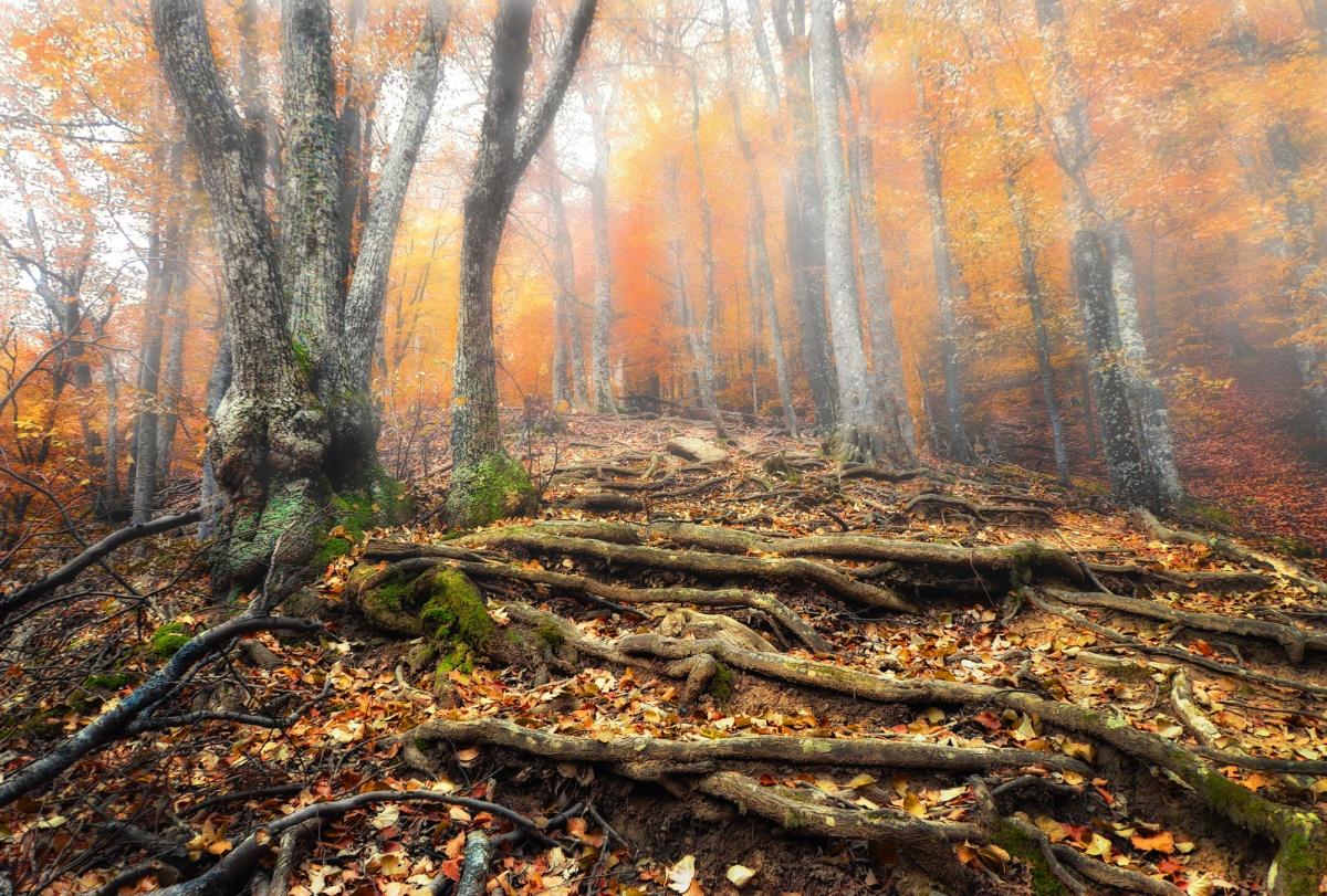 The steps in the misty forest