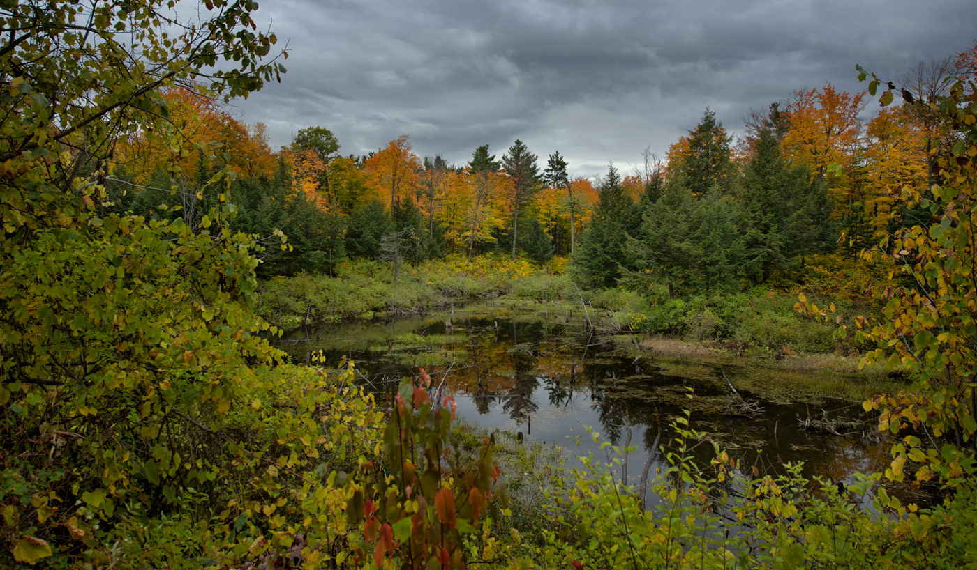 Transparent Autumn (@ Gatineau )