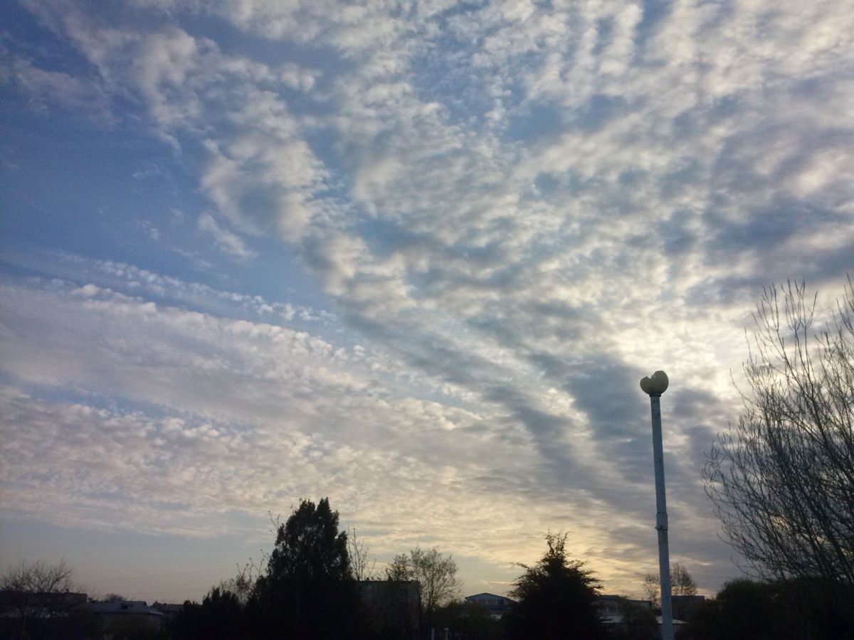 angel wings