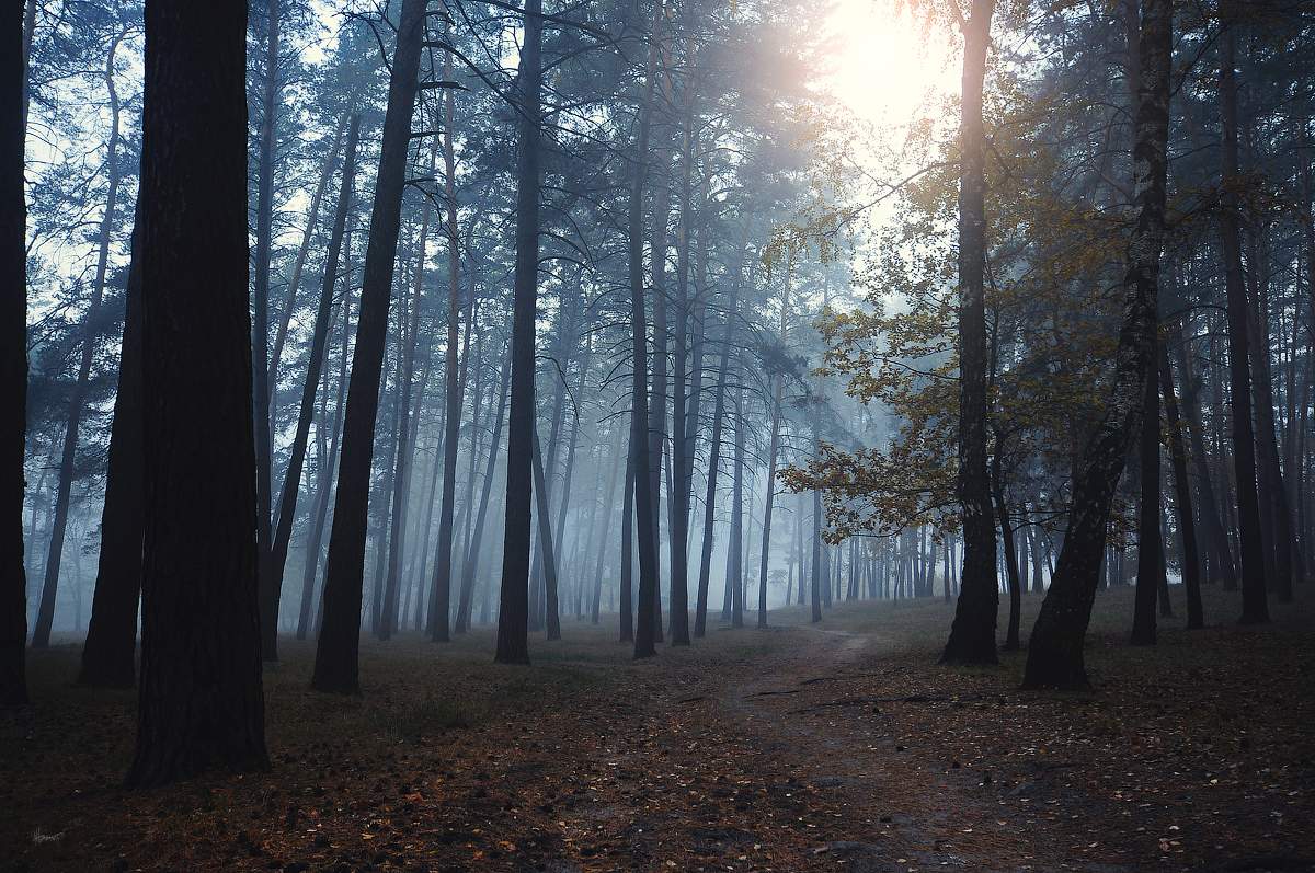 At dawn