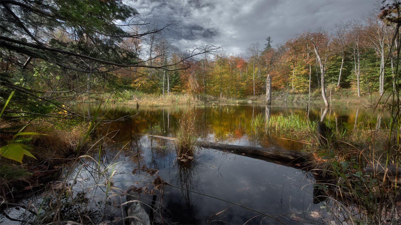 Transparent Autumn (@ Gatineau )