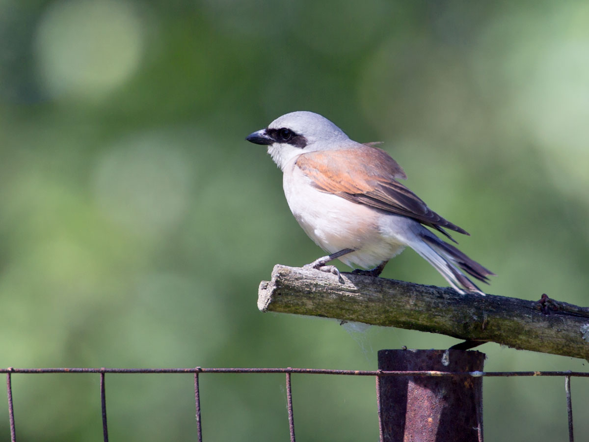 Sad shrike