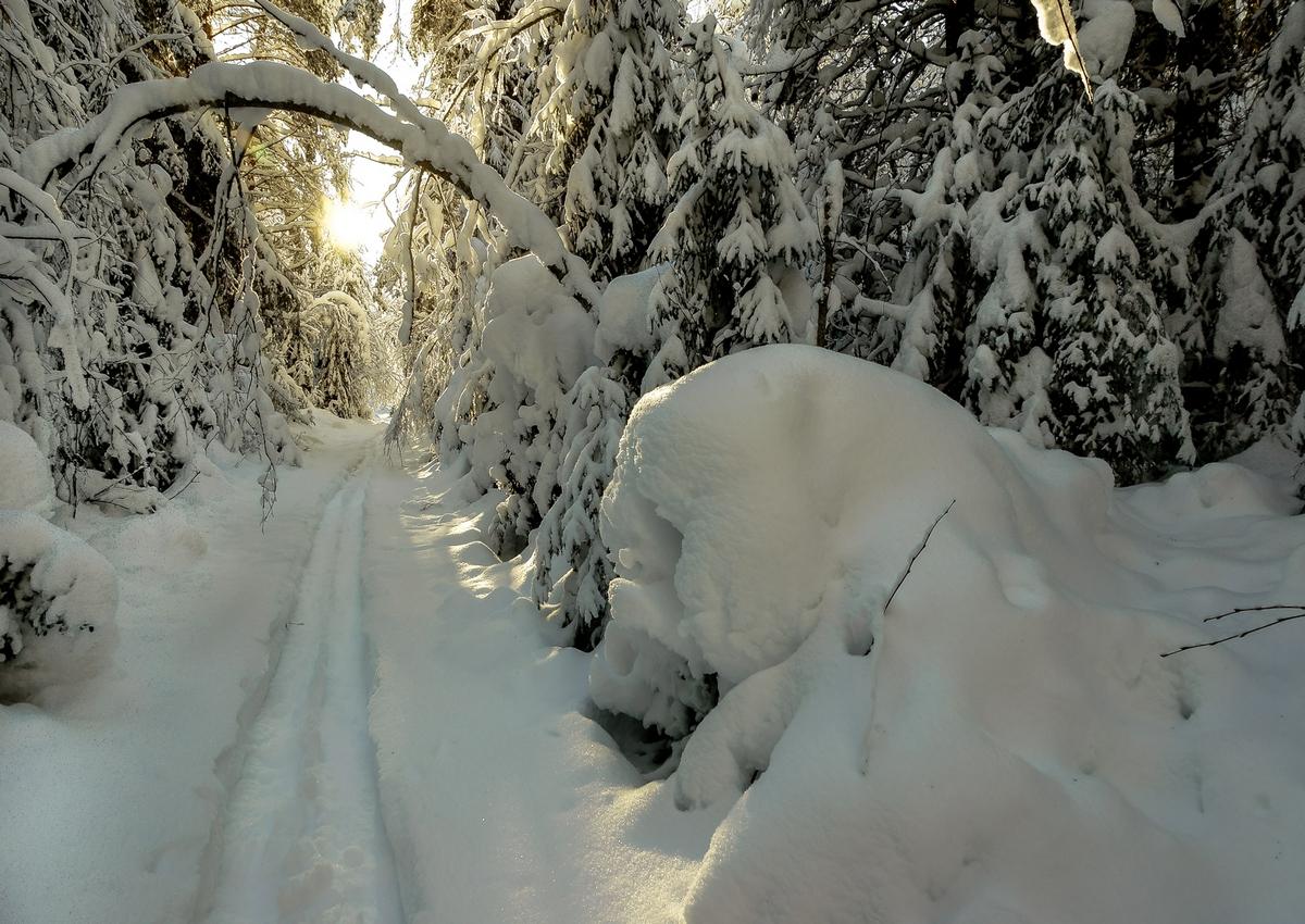 Walk on skis in the winter woods ...
