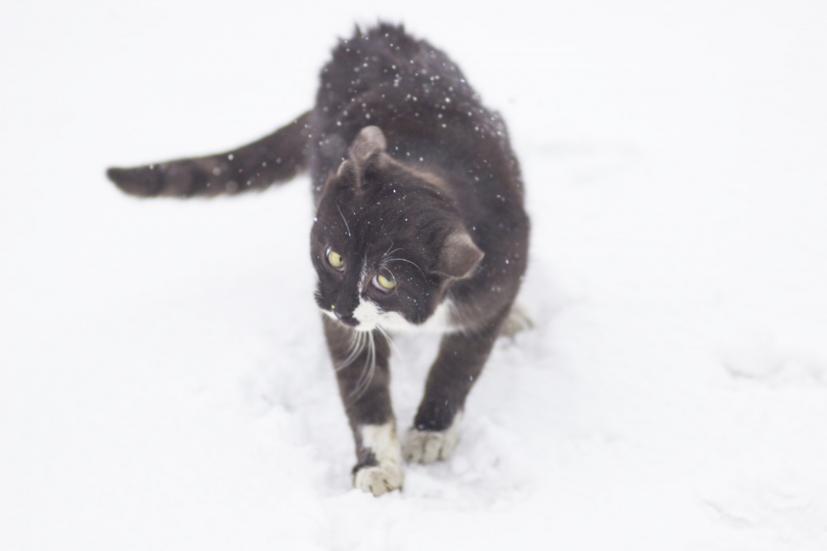 Mouser.
