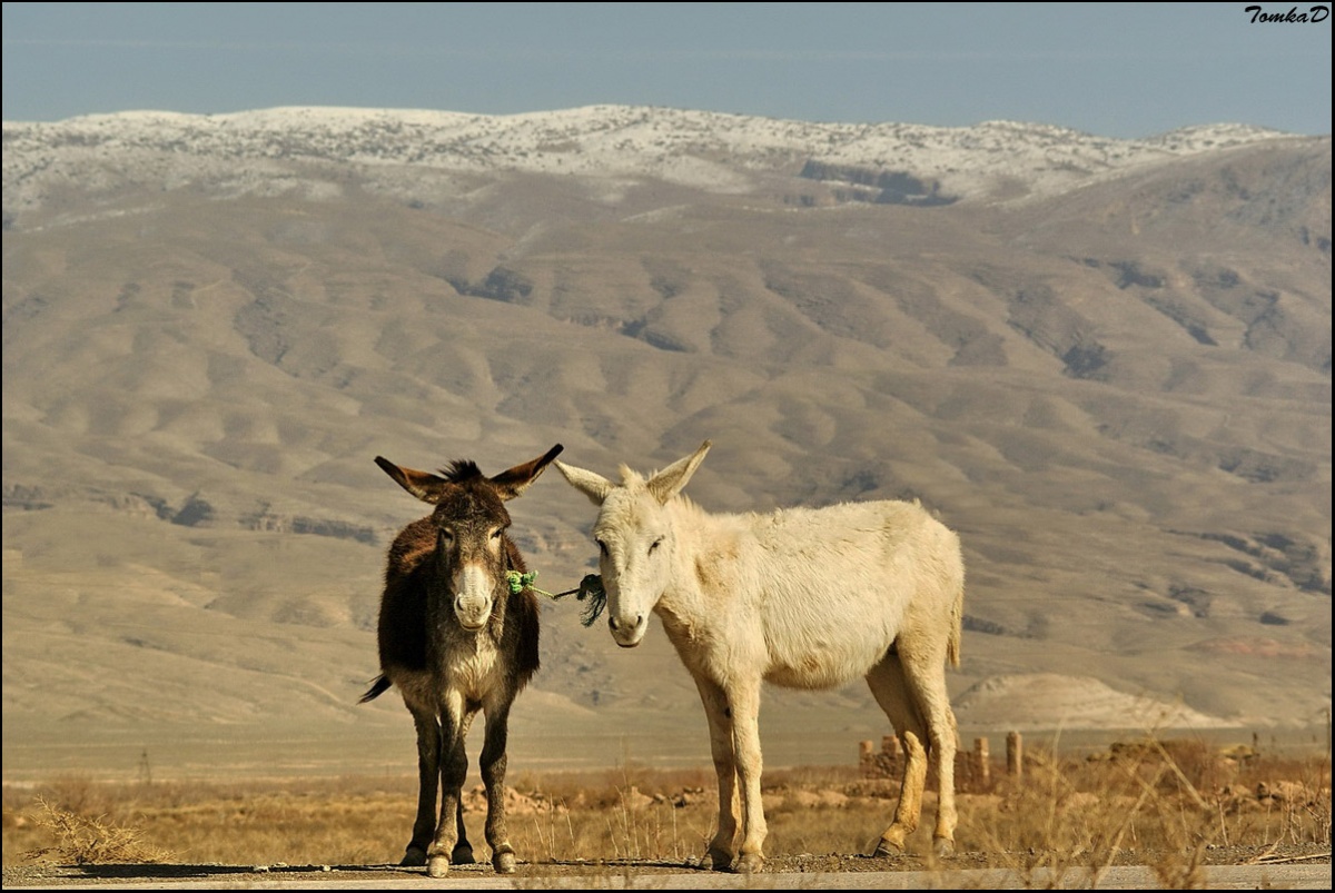 Turkmen Yin and Yang