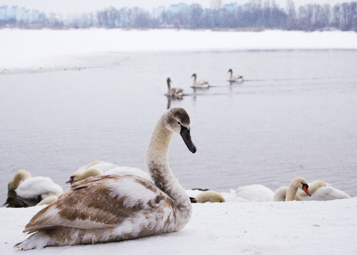 Young mute swan