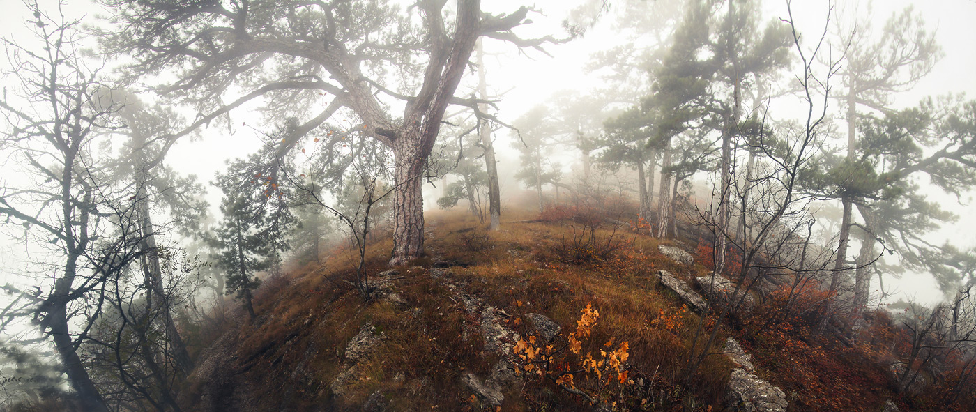 Forest Ai-Petri