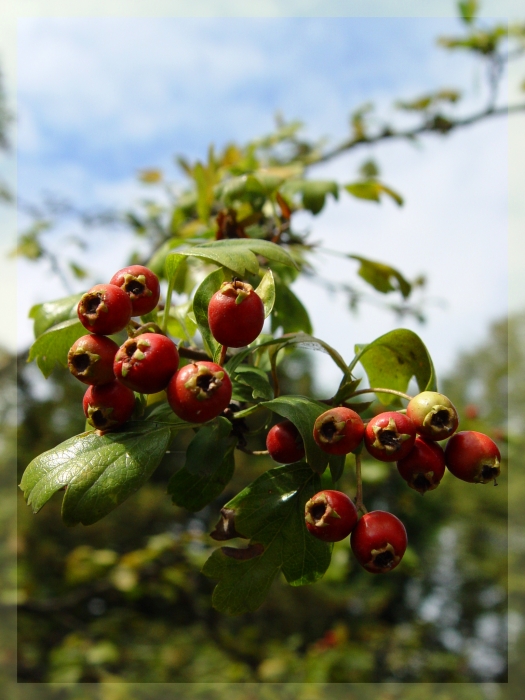 berries