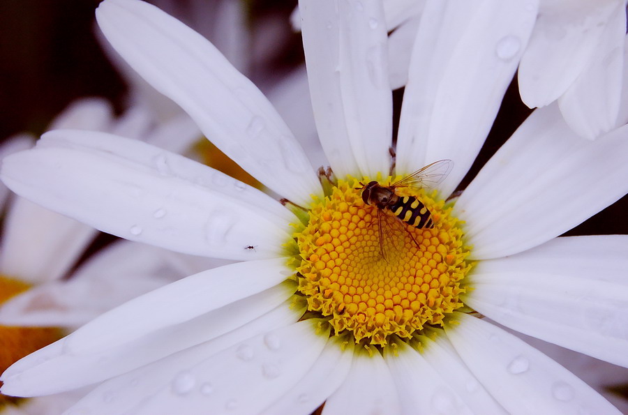 I am a little bee