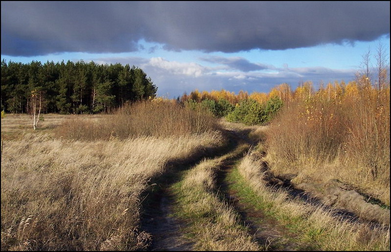 forest road