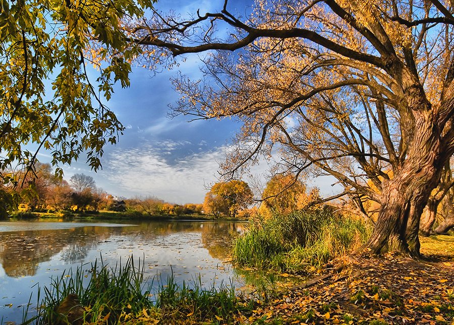 gold autumn