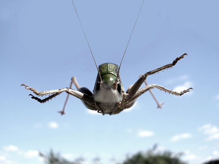 kuzen