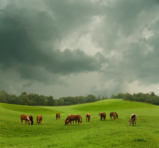 Herd