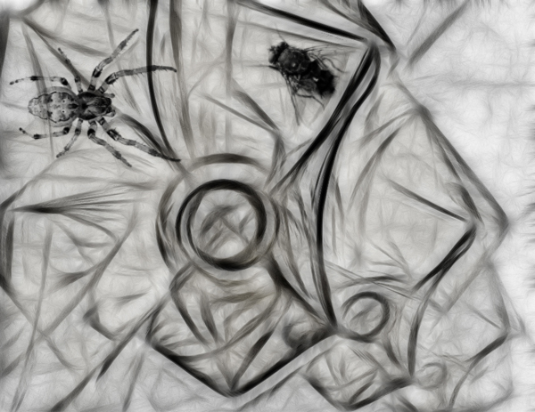 Web