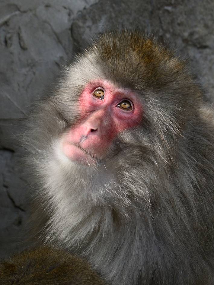 monkey chimpanzee