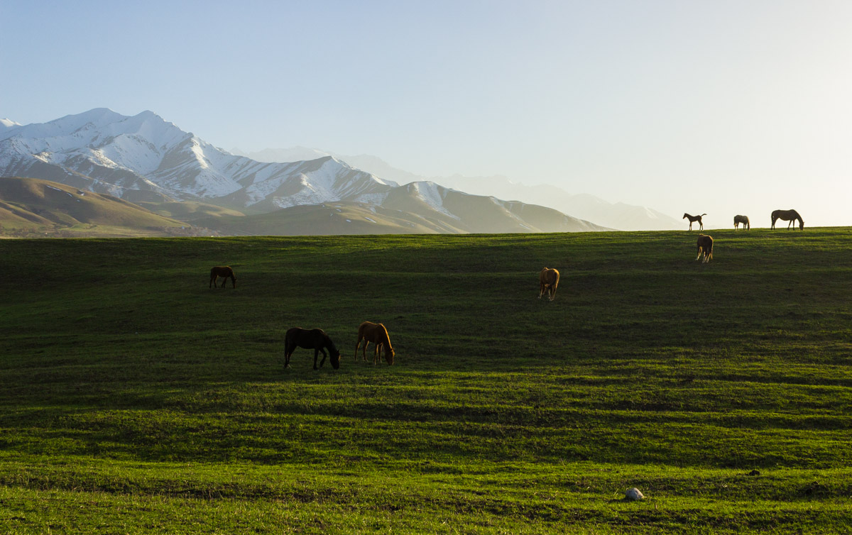 Finally, you can chew on fresh grass)