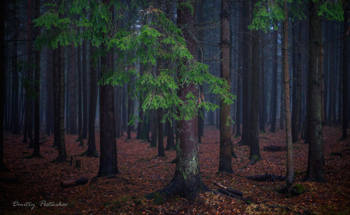 Foggy November.