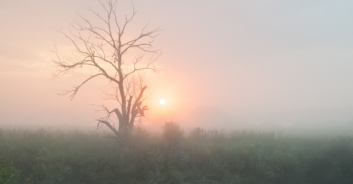 Dawn