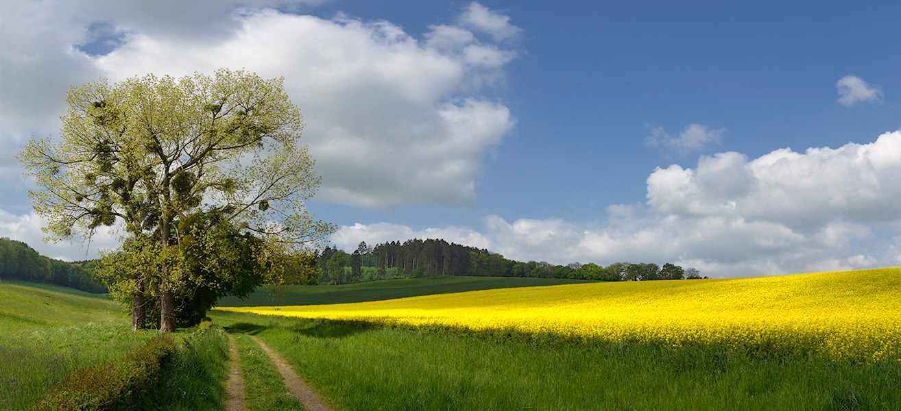 Spring color