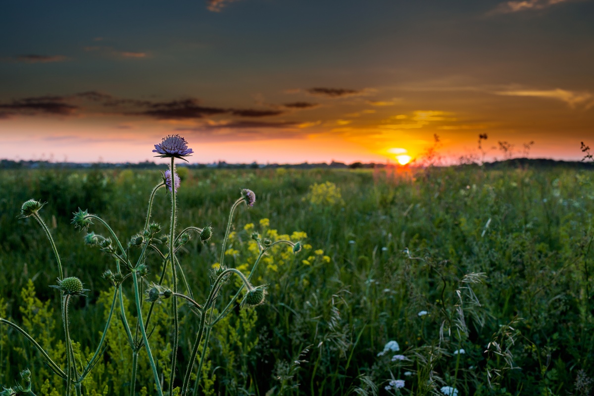 Meadow
