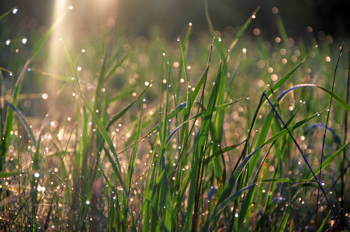 Morning dew