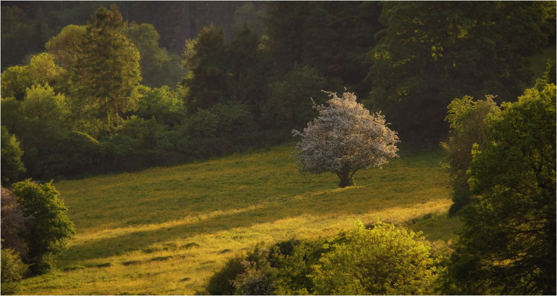 ...among the greens...