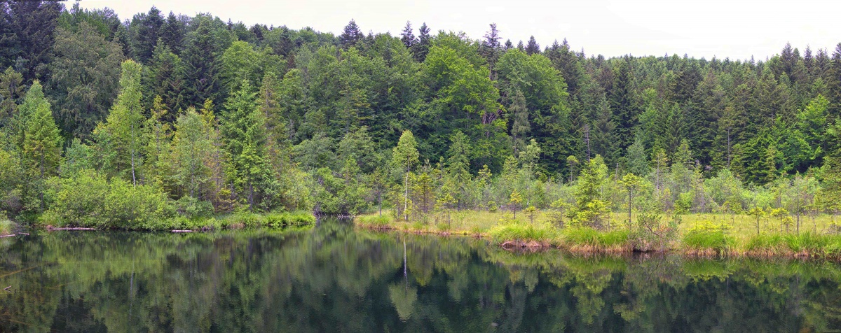 Dead Lake