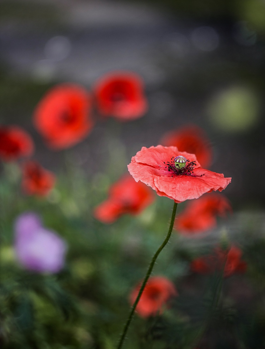 Poppies