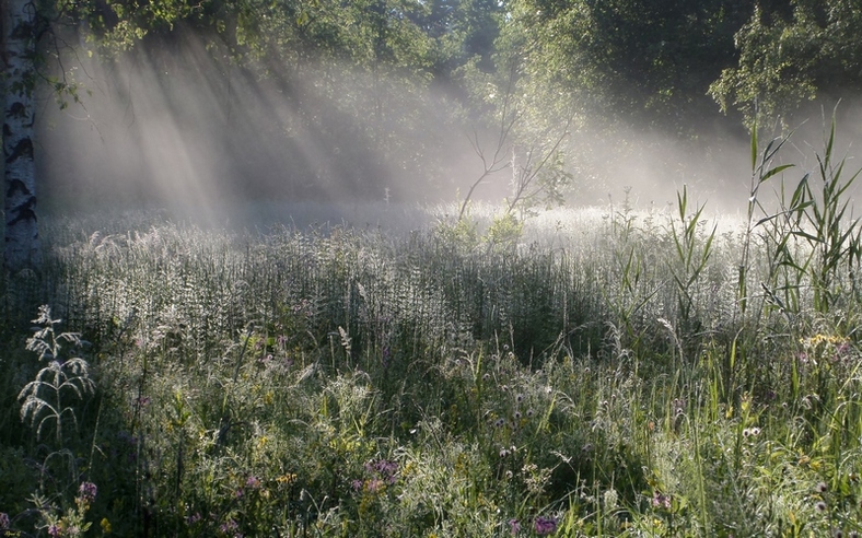 On the forest marsh ...