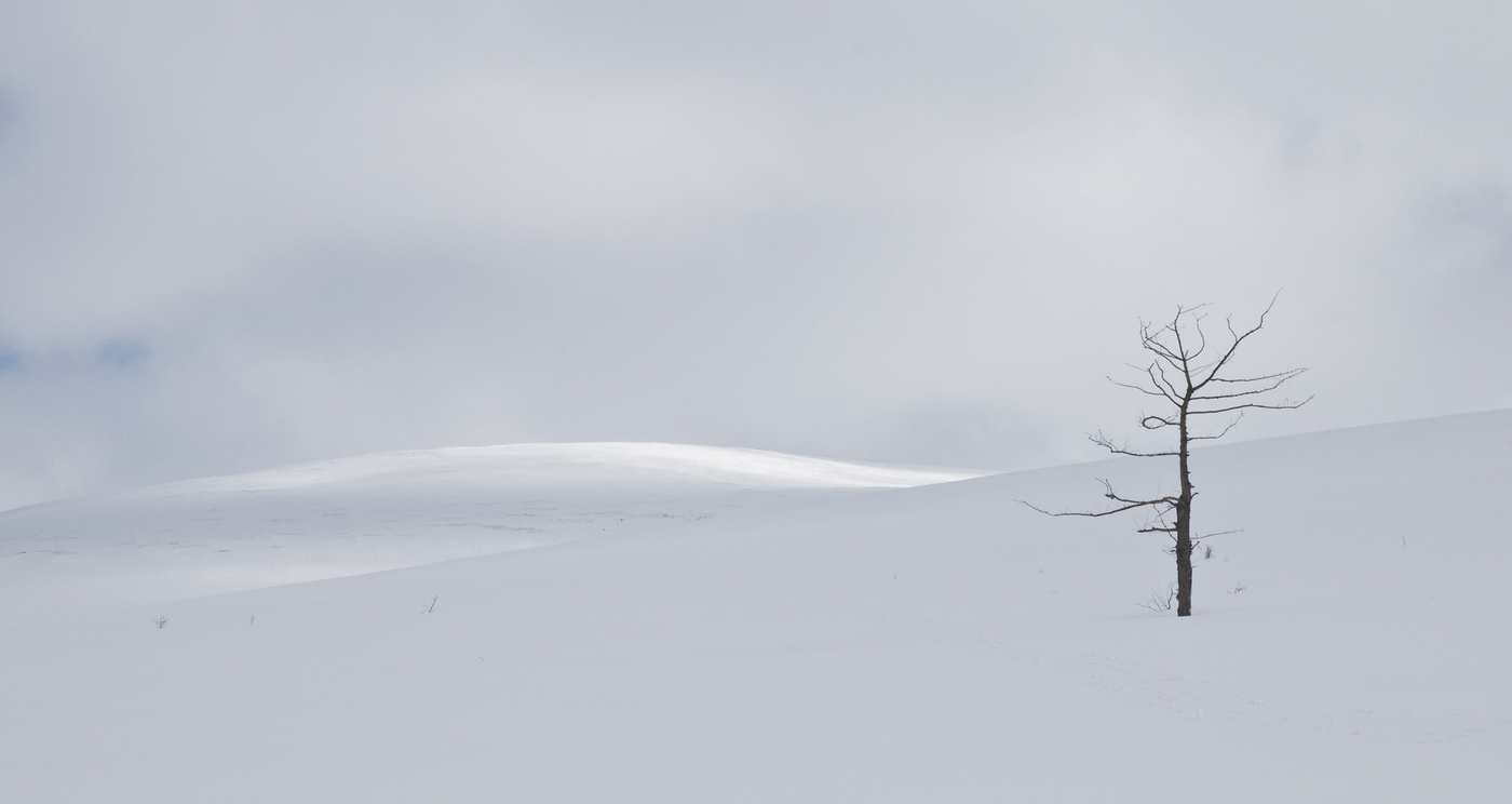 Three Colors: White