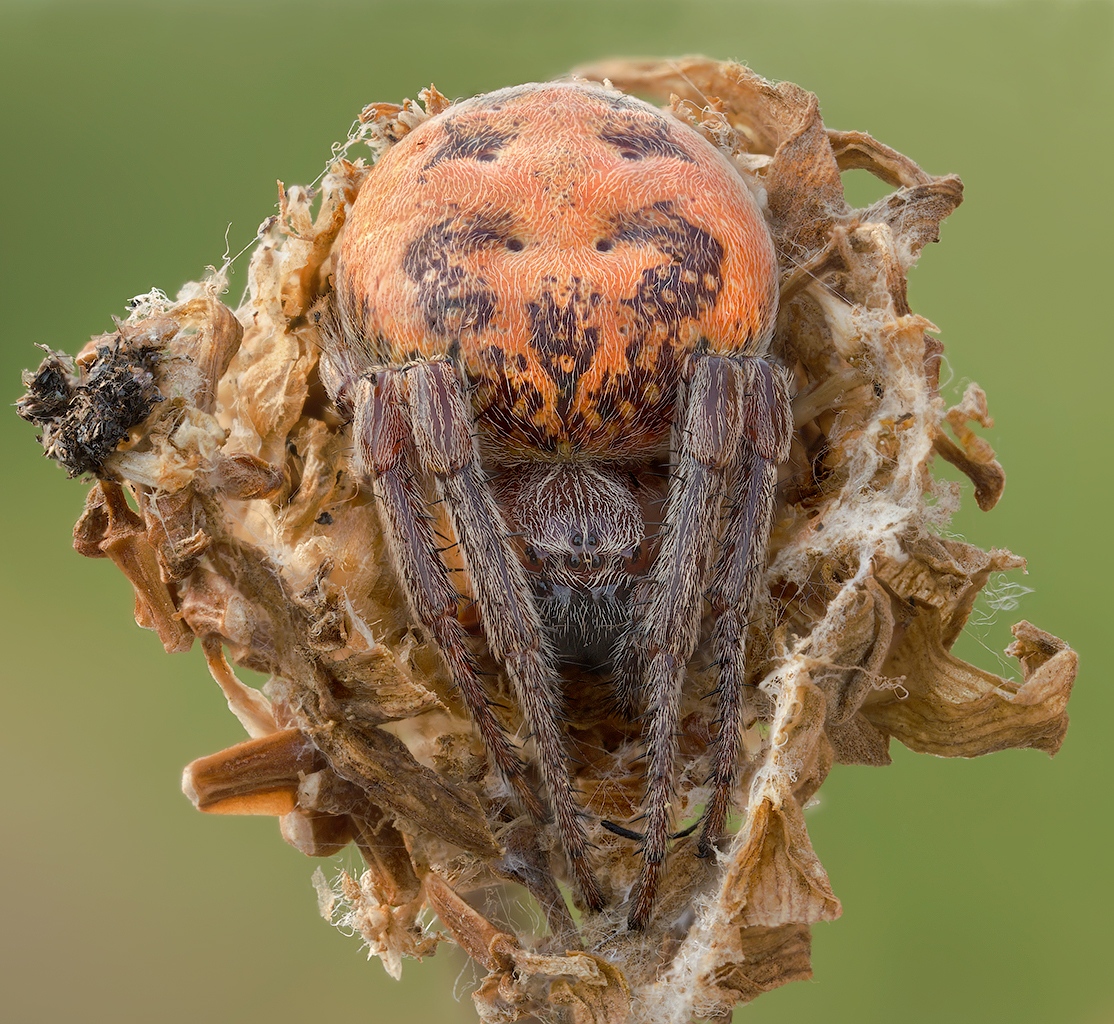 Lodge spider