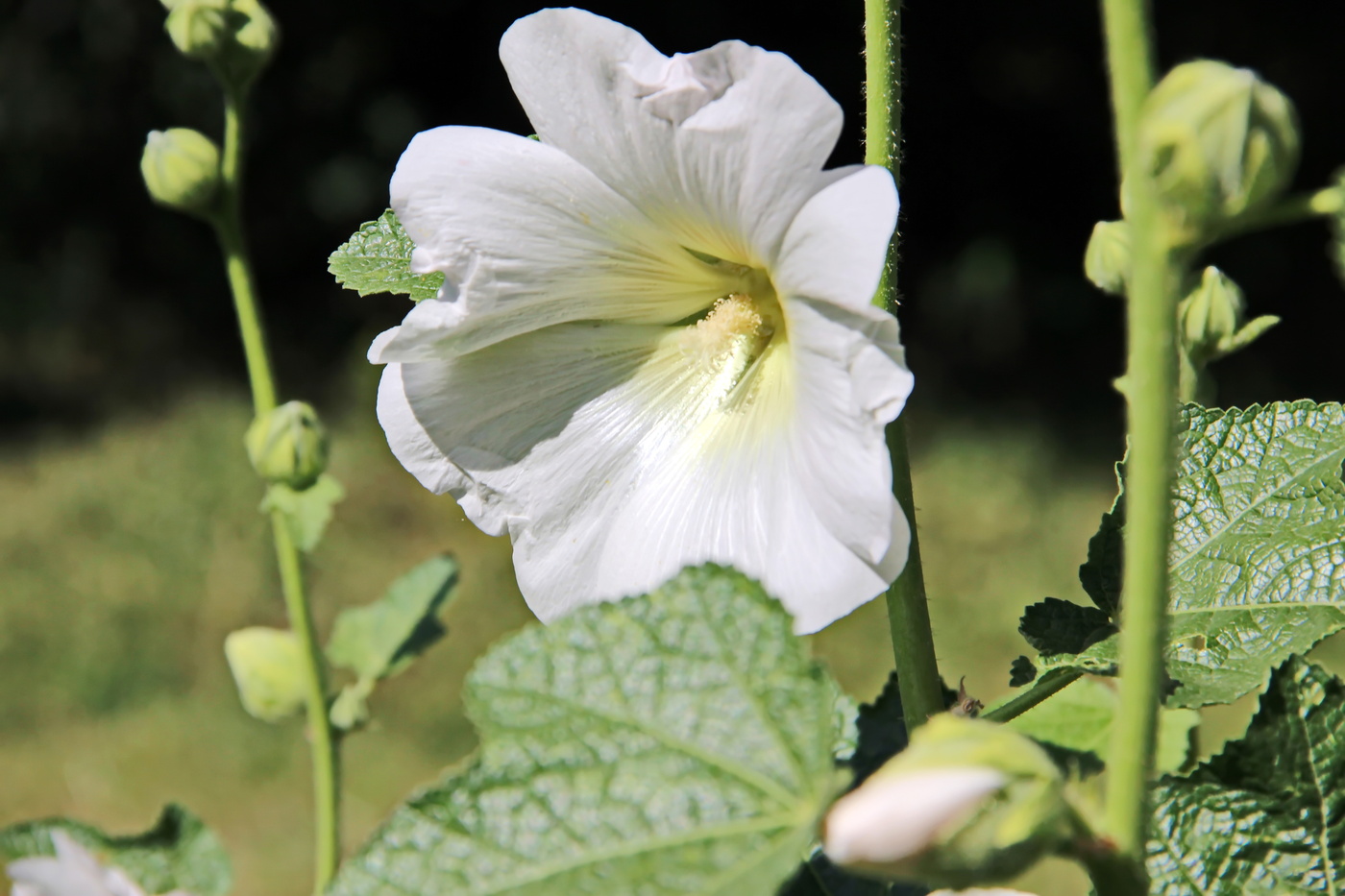 White mallow