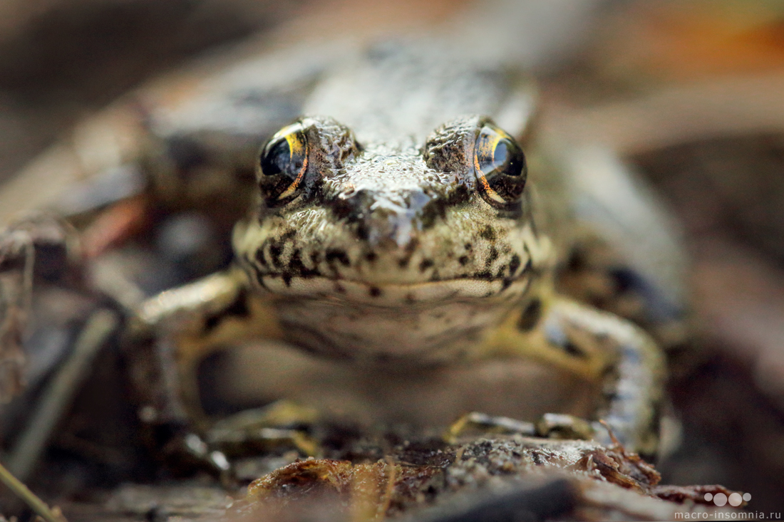 Amphibian
