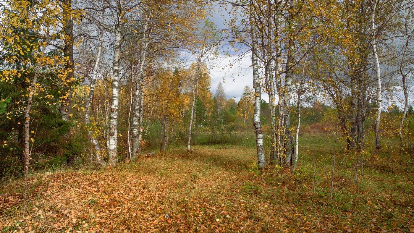 Forest in September ...