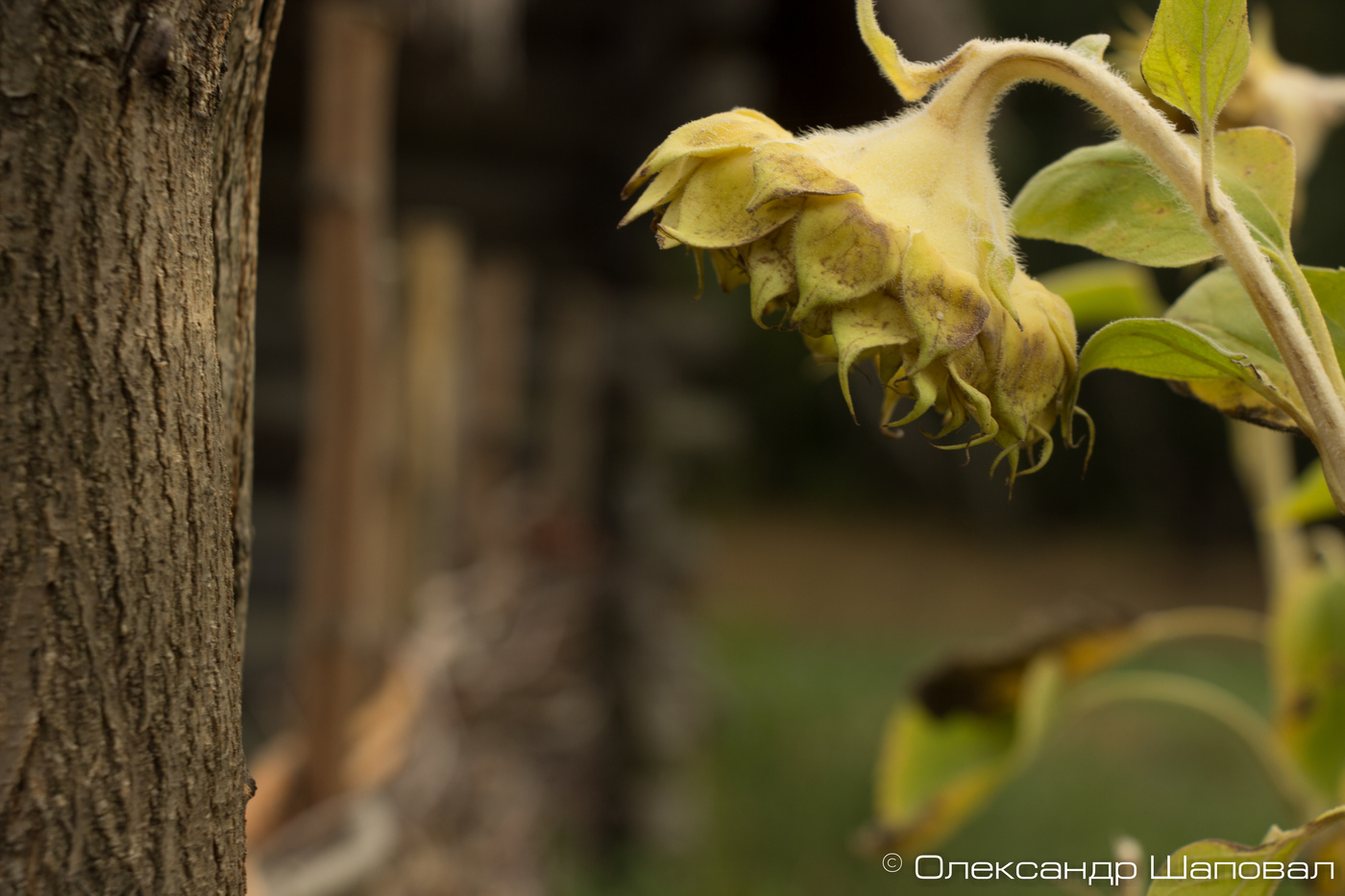 Sunflower