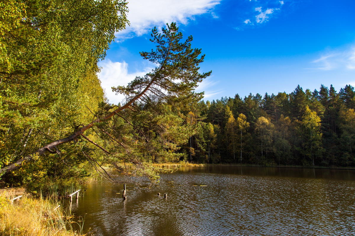 Forest Lake