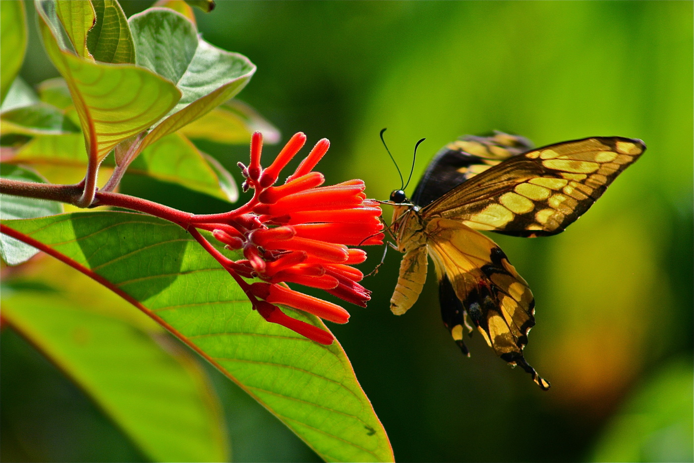 The natural elegance