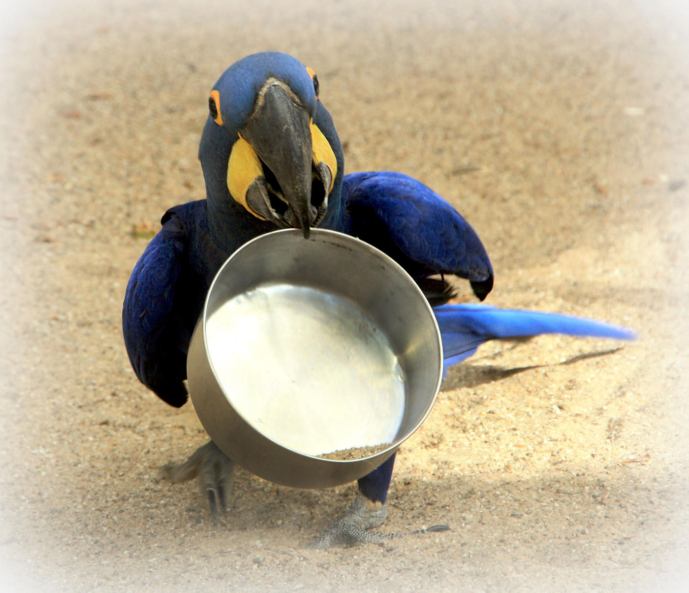starving RIO