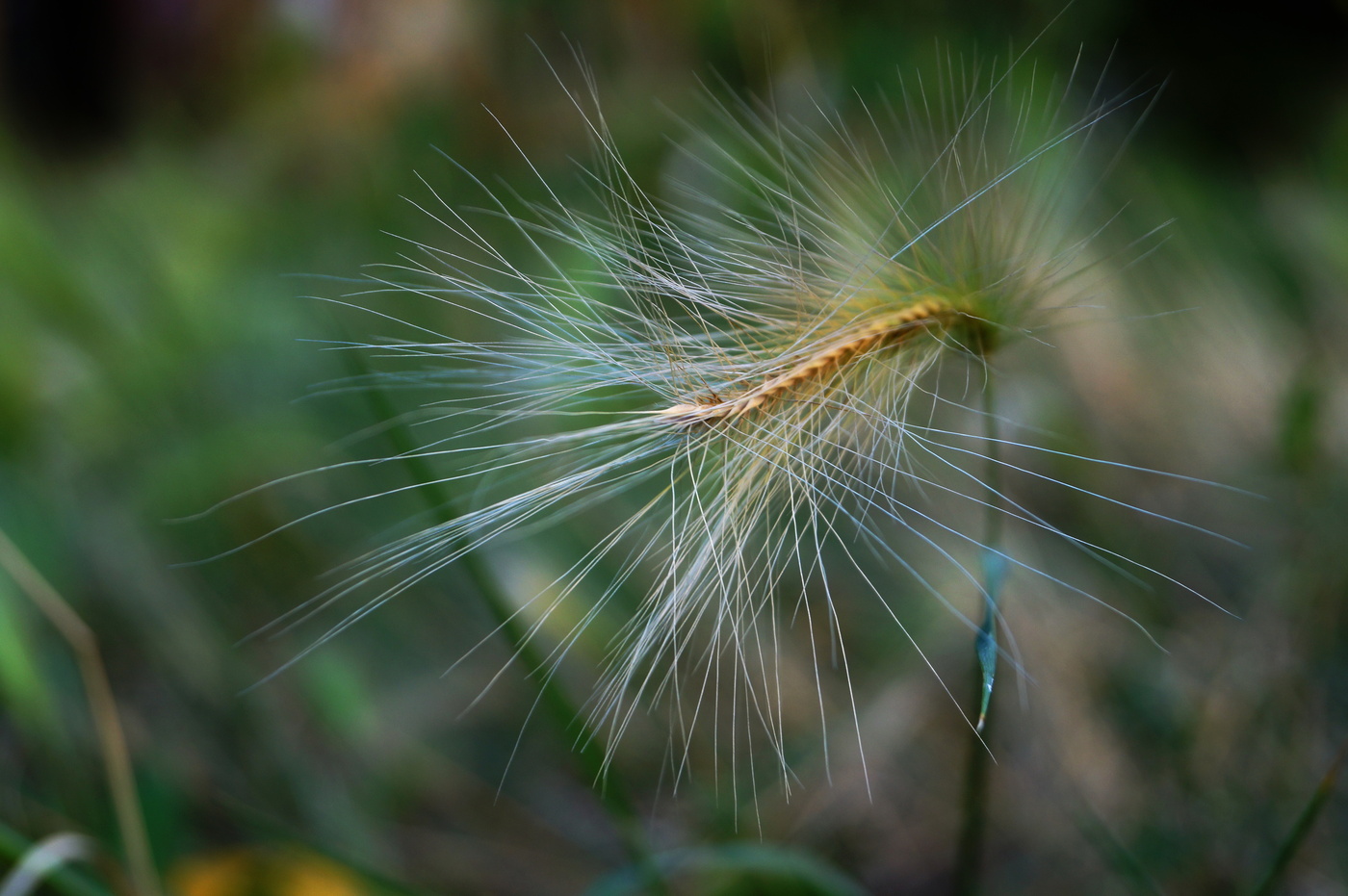 Barley maned