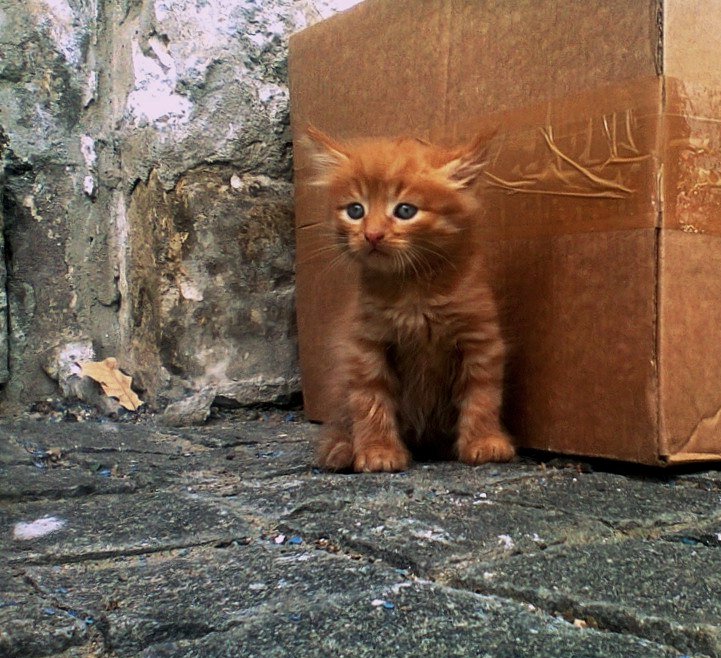 Peddler