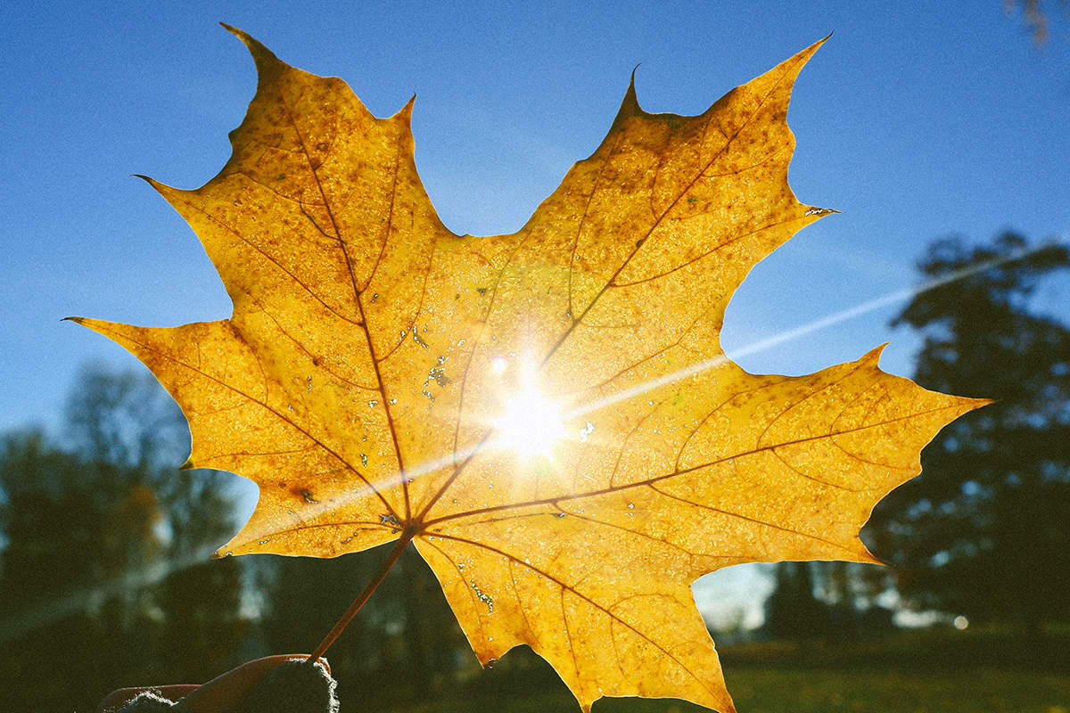 Sunny autumn