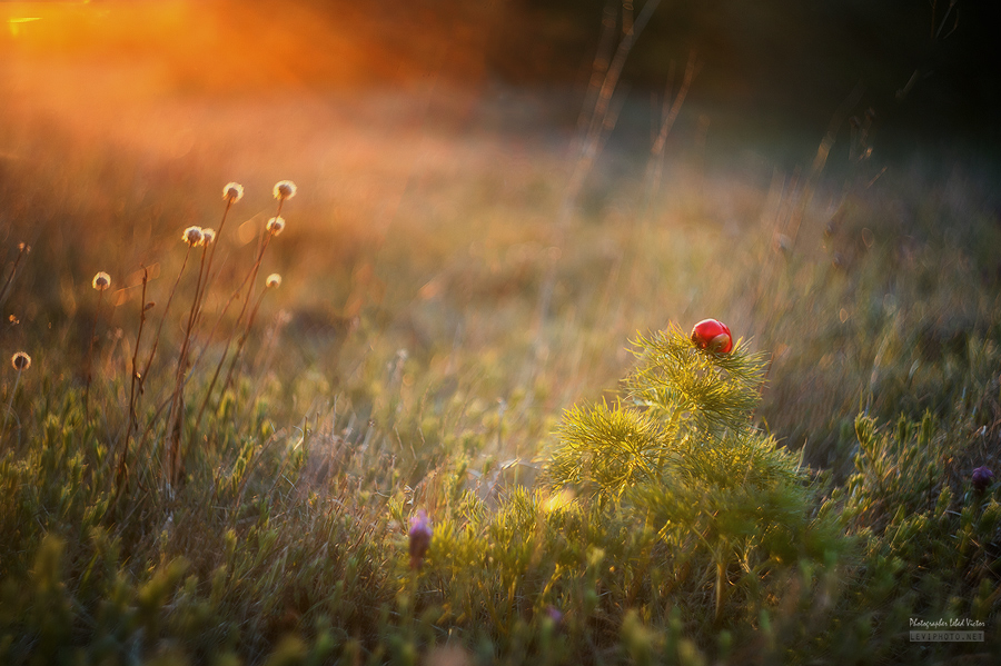 Awakening