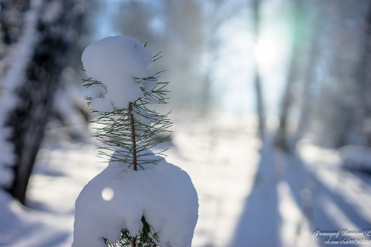 snow and pine