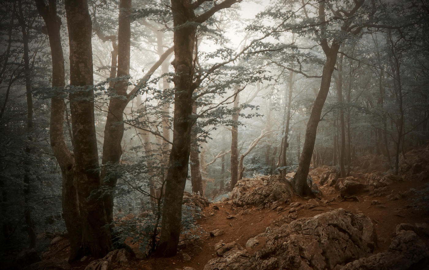 Лес 1986. «Зачарованный лес» («Enchanted Forest»). Зачарованный лес (чудесный лес) (1986). Броселиандский лес Зачарованный лес Моруа. Заколдованный лес туман.