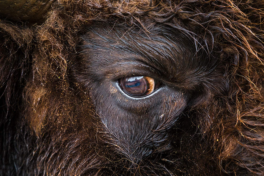 Bison. The fragmentary portrait