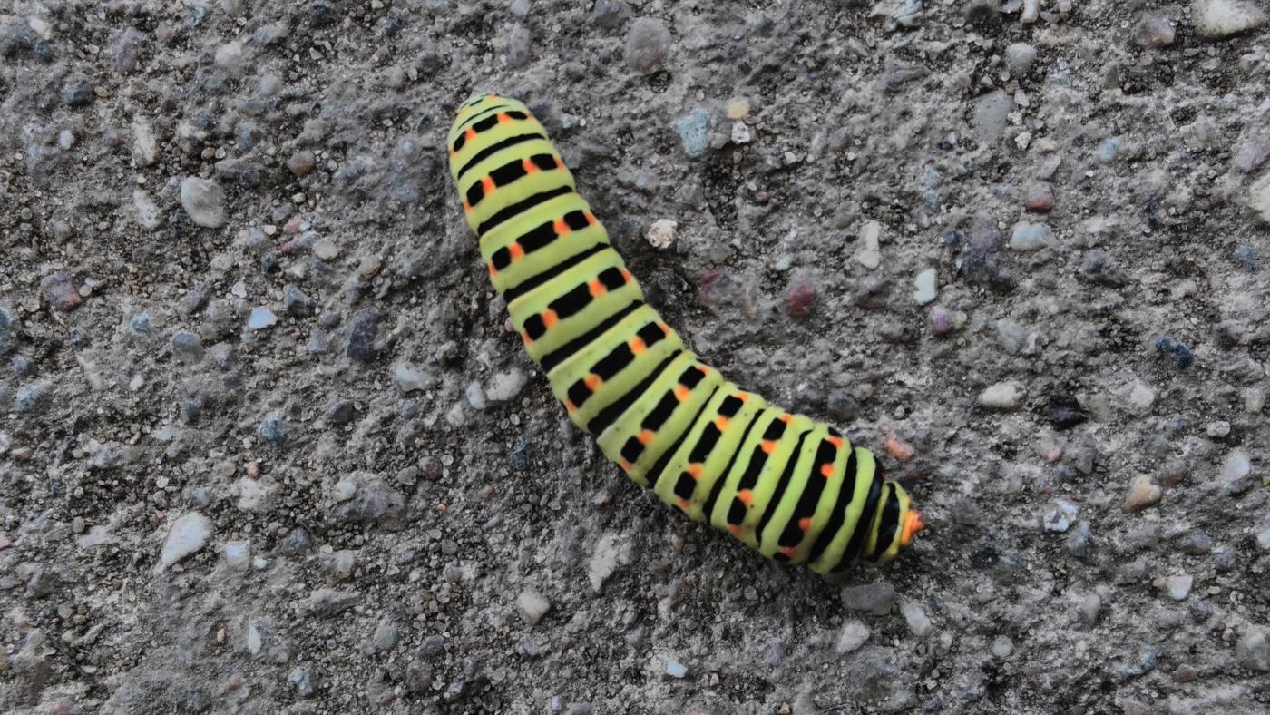 Caterpillar