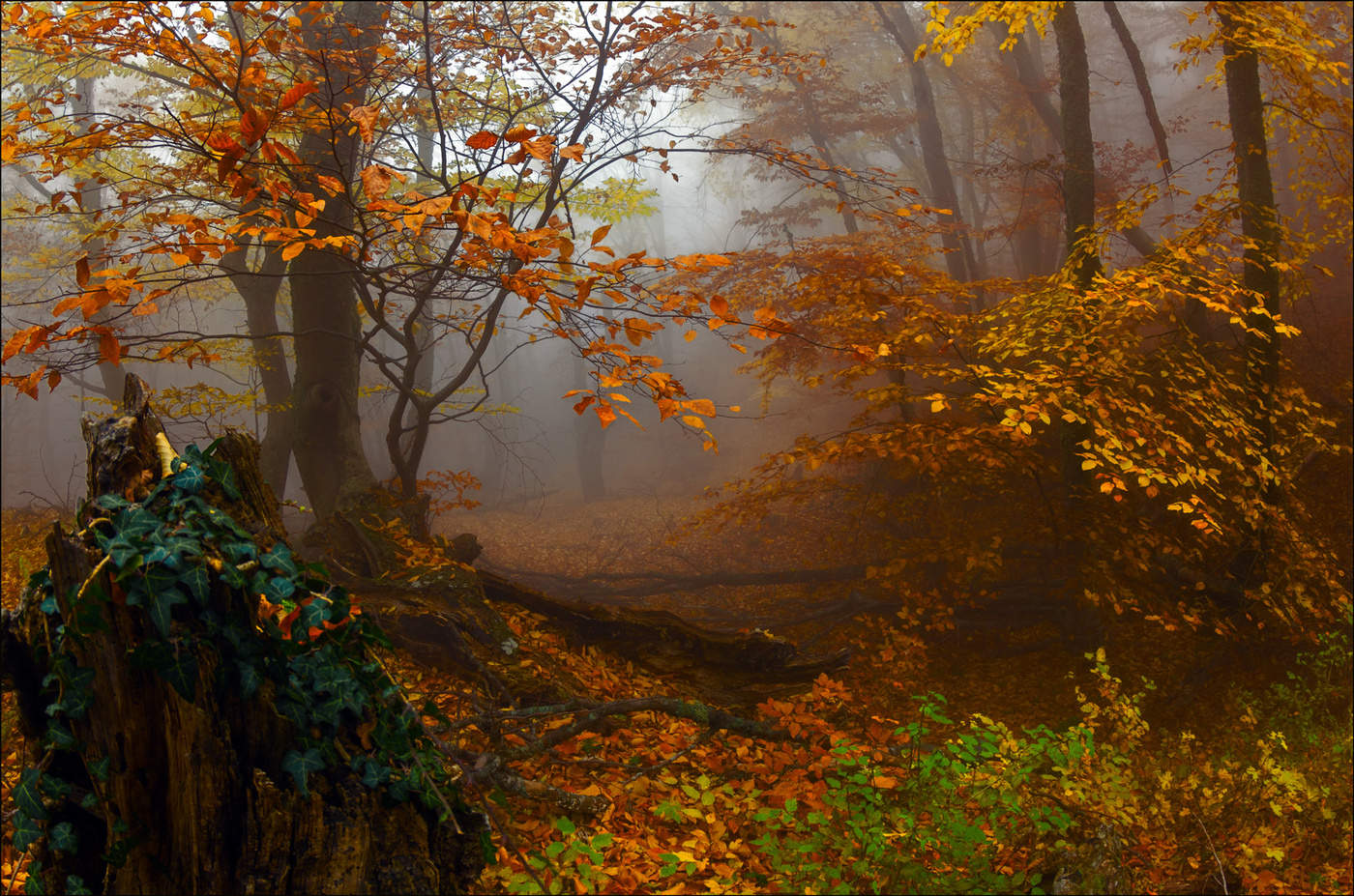 Foggy autumn time ...