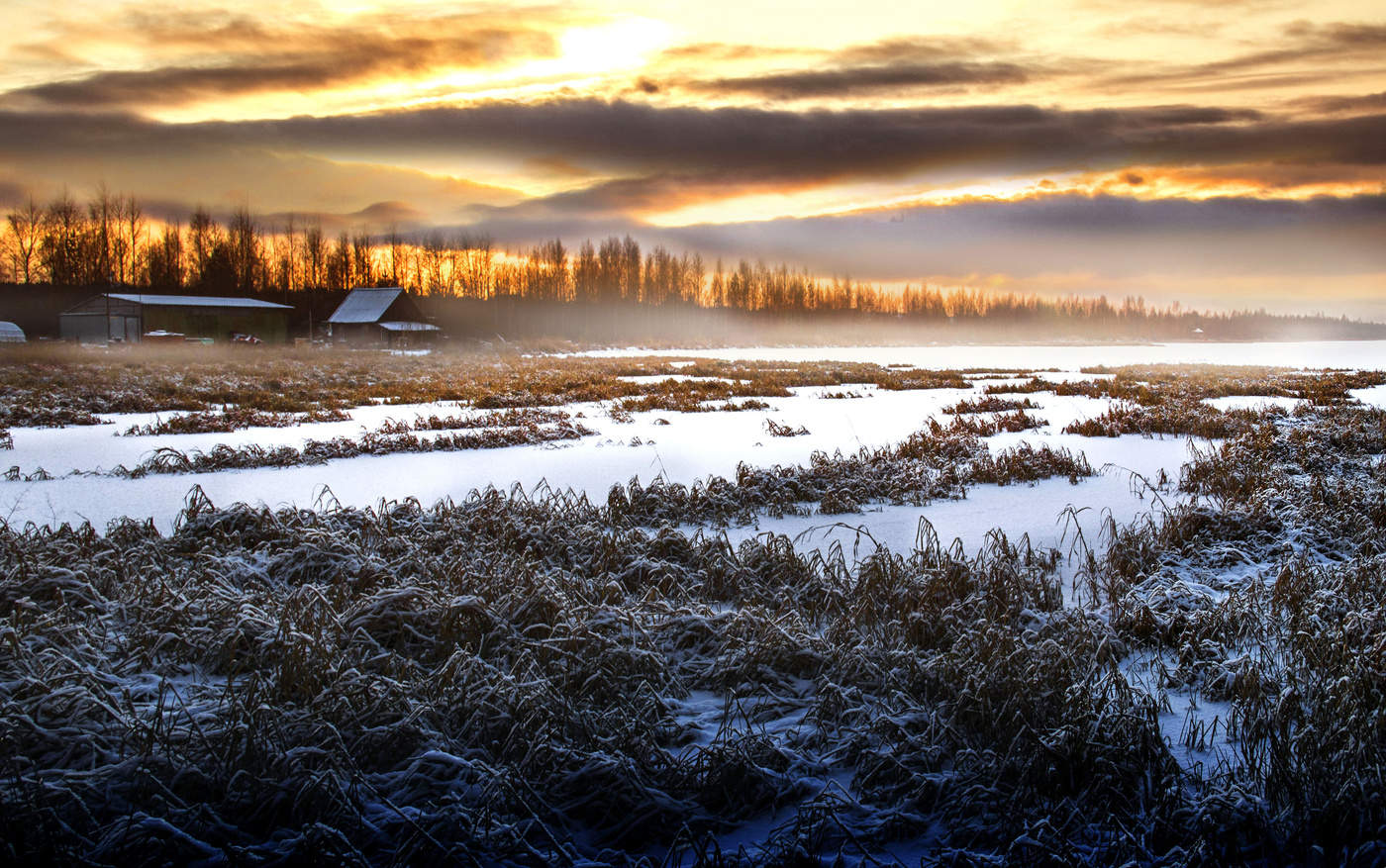 ** Winter swamp *