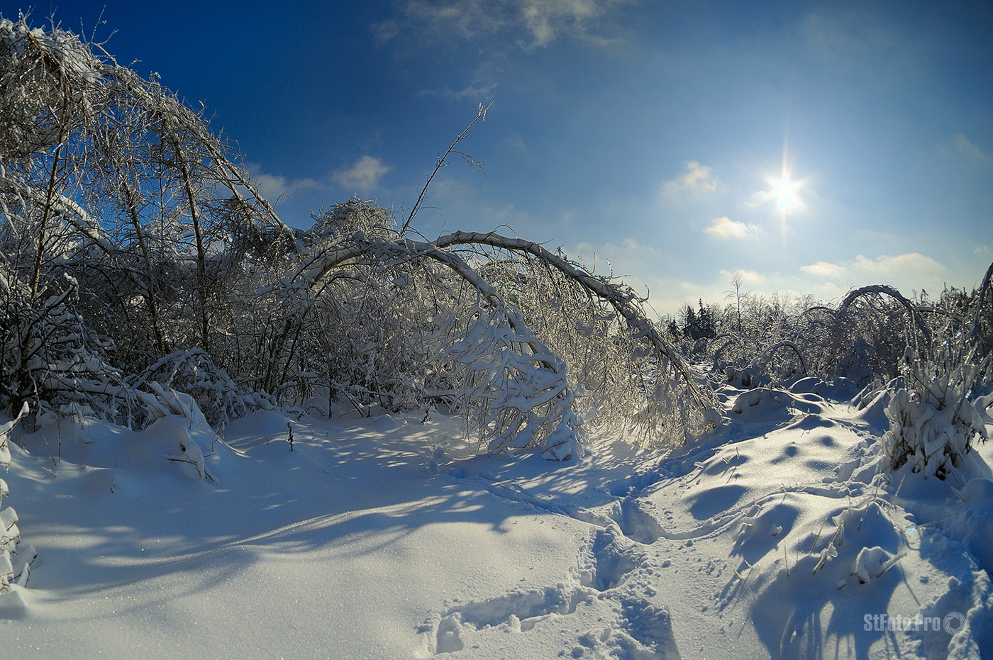 Bow winter