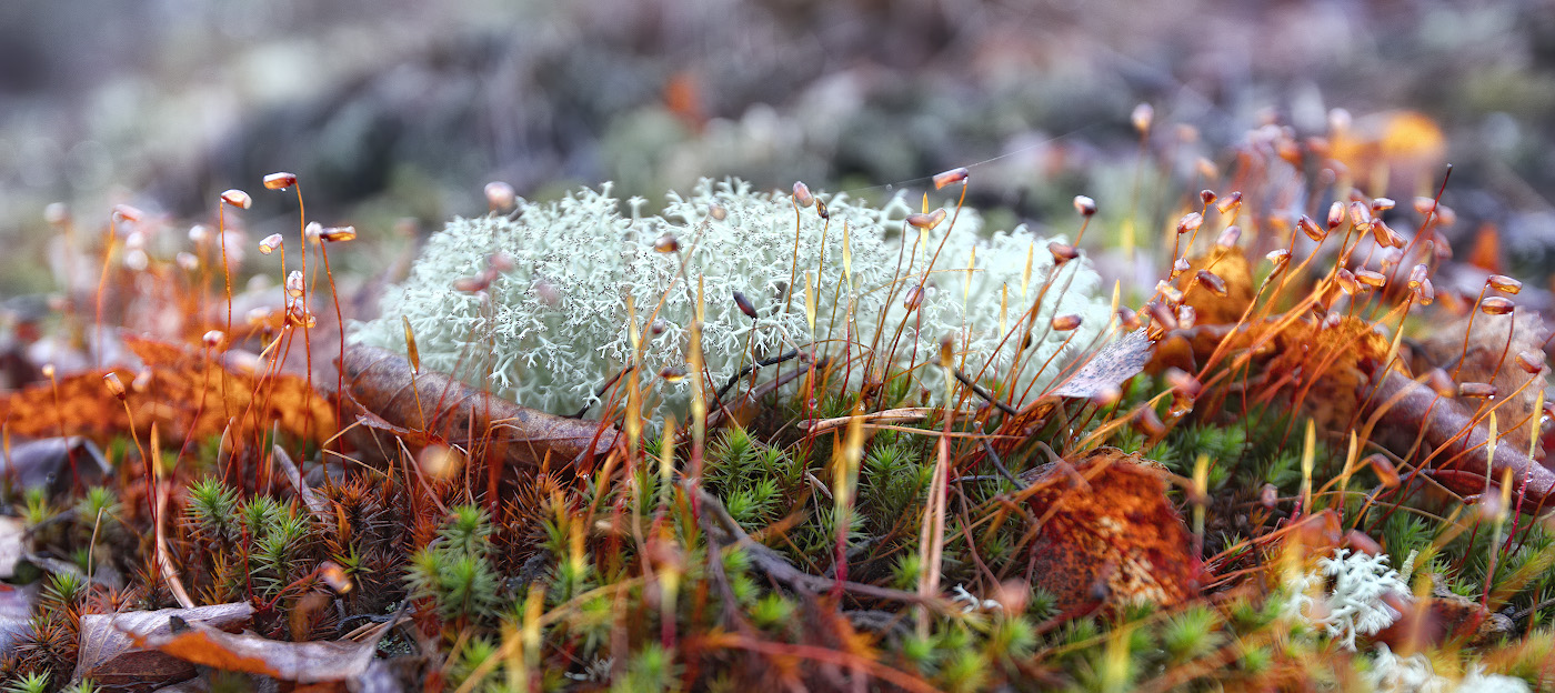 Reindeer moss